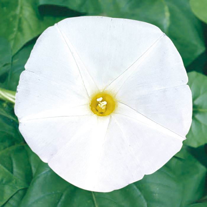 あさがお様 商品情報 ｜ 善光寺平 宮沢農園